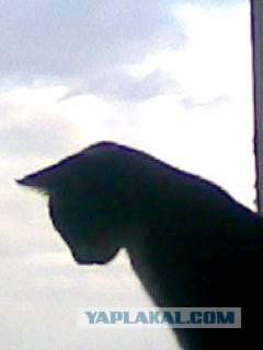 Котовторник 1.02.2011