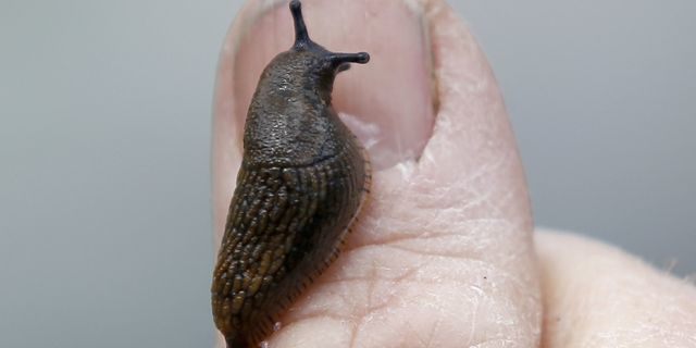 Подросток съел на спор слизняка, подхватил мозгового червя и умер