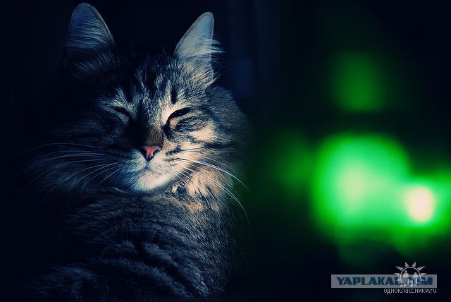 Котовторник с Кузей