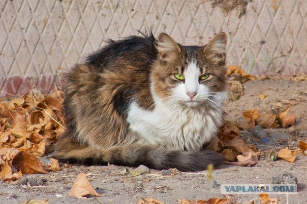 Котовторник 20.12.2011