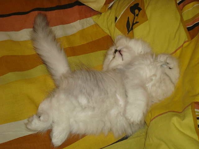 Котовторник 17 января