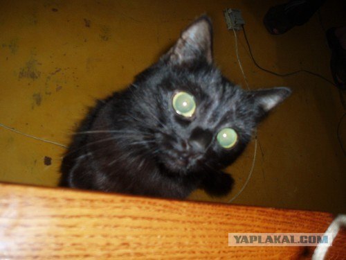 Котовторник! 13.03.2012