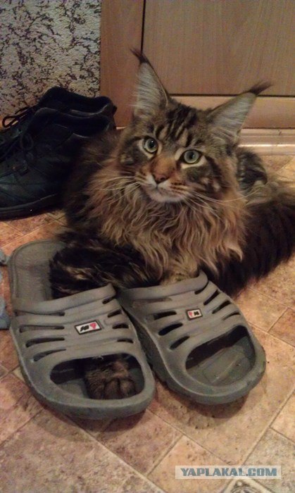 Котовторник 27.03.2012