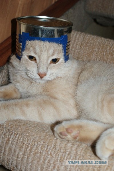 Котовторник ( 23.10. 2012. )
