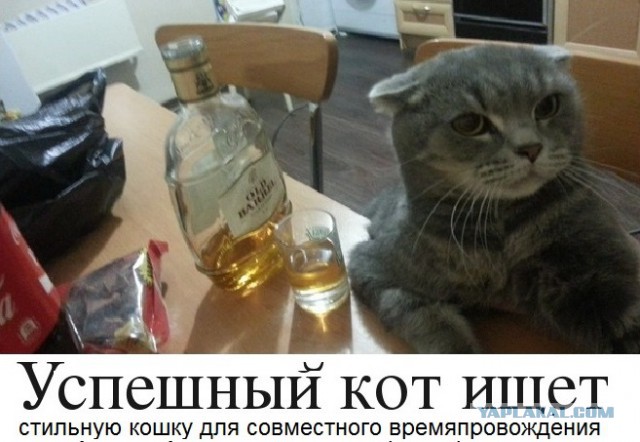 Картинки с котами и про котов