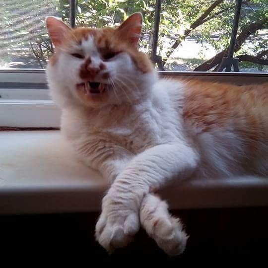 Котовторник однако