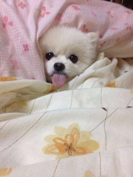 Живность из сети