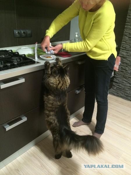 Кот и живот