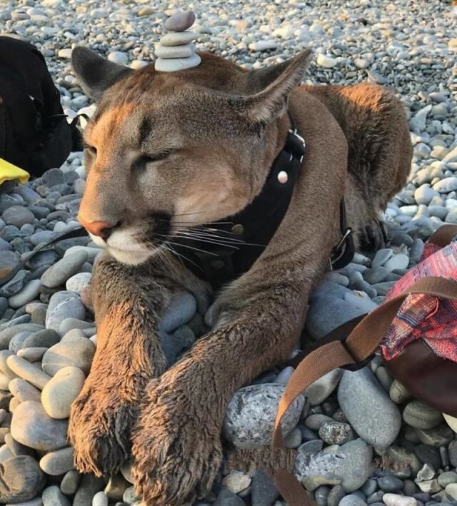 Эти забавные животные