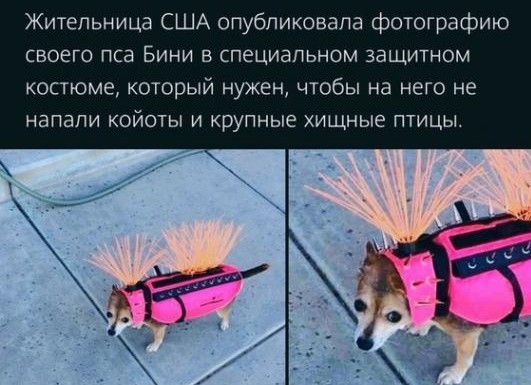 Просто картиночки 17.10.20