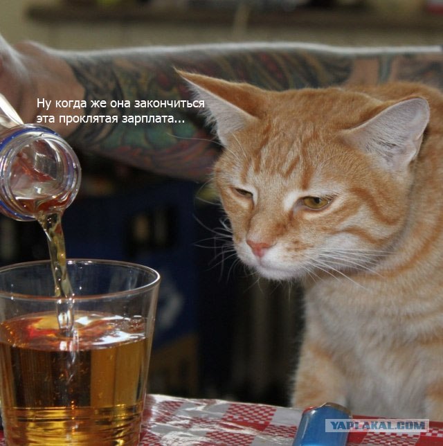 Кот-глазомер