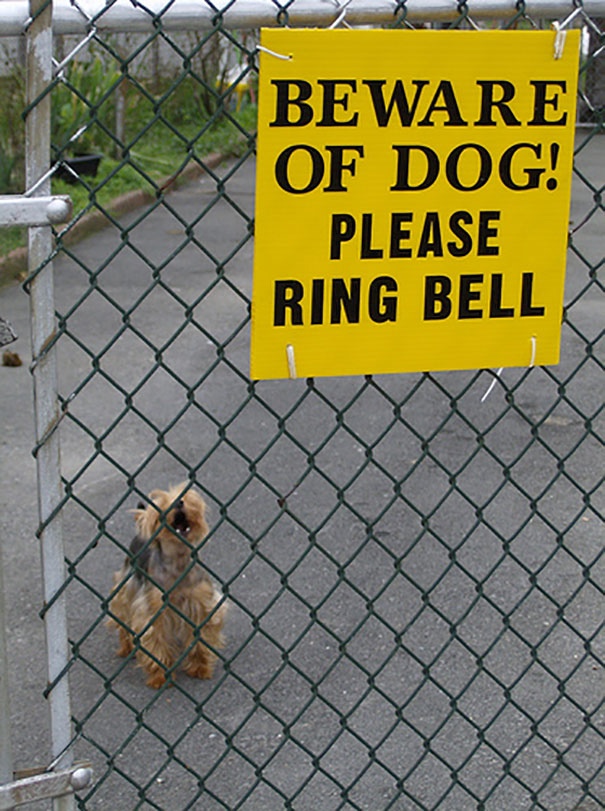 Подборка всякой живности