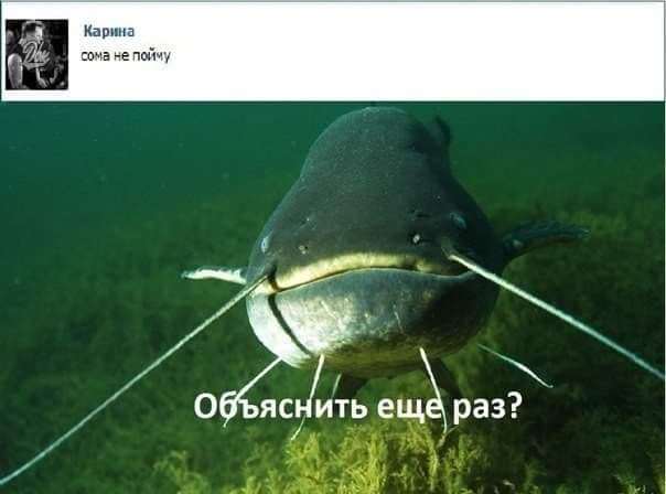 В Куршском заливе в Калининградской области поймали 80-килограммового сома