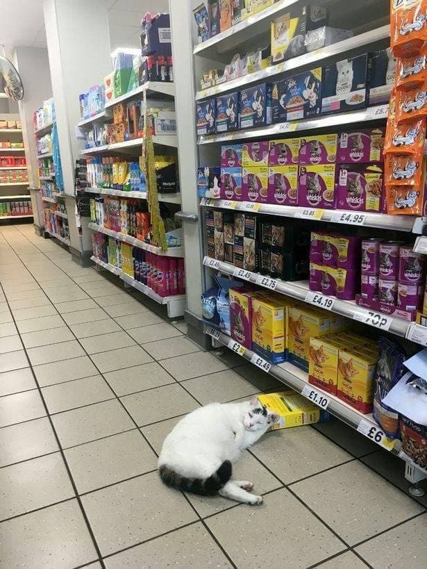 Всякие картинки, смешные и не очень, много котиков...
