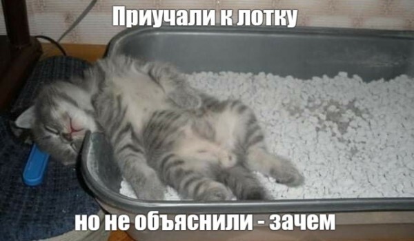 Баянисто-небаянистый юмор 7.02.22