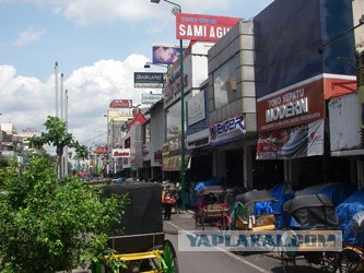 Они живут только 40 лет