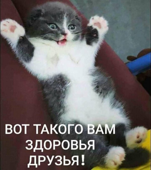 На котовторник