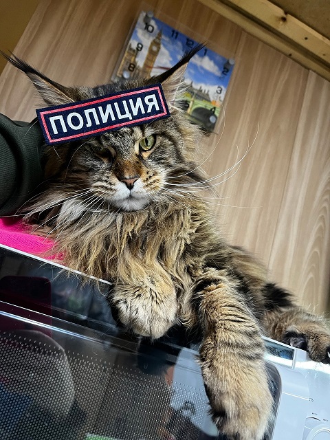 Как занять кота надолго
