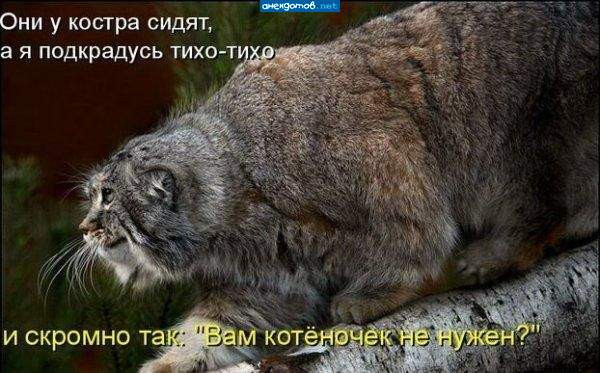 К котовторнику: подборка картинок-баянов с котиками и про котиков. Выпуск 4