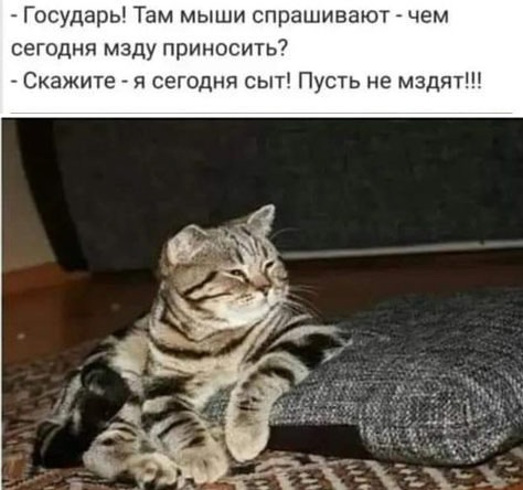 К котовторнику: подборка картинок-баянов с котиками и про котиков. Выпуск 11