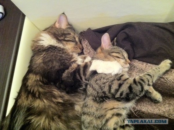 Спасение Котенка
