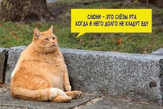 К котовторнику: подборка картинок-баянов с котиками и про котиков. Выпуск 28.