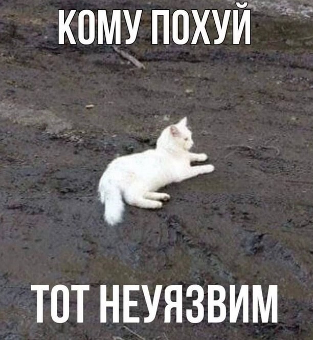 Картинки для деградации 205 (разной степени свежести)