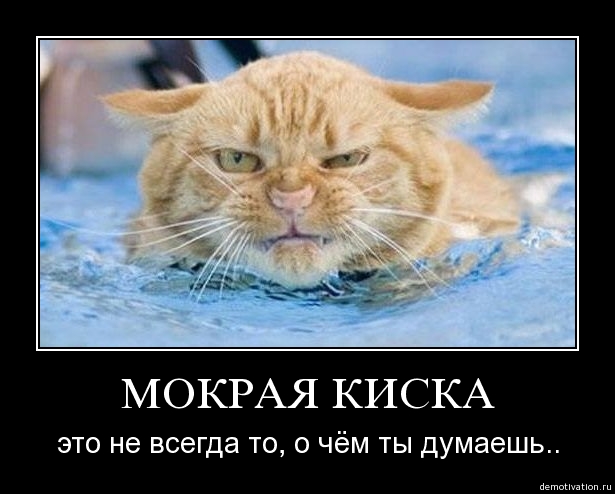 Как правильно помыть кошку