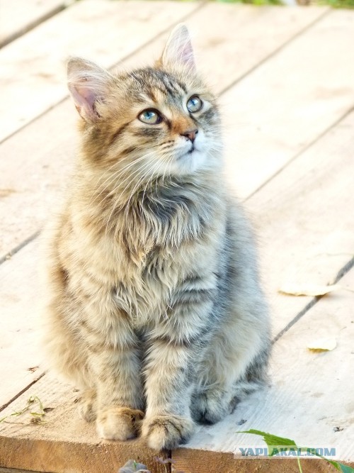 Котовторник 03.09.2013