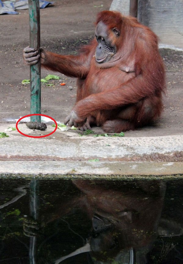 Подборка забавных и курьезных фотографий