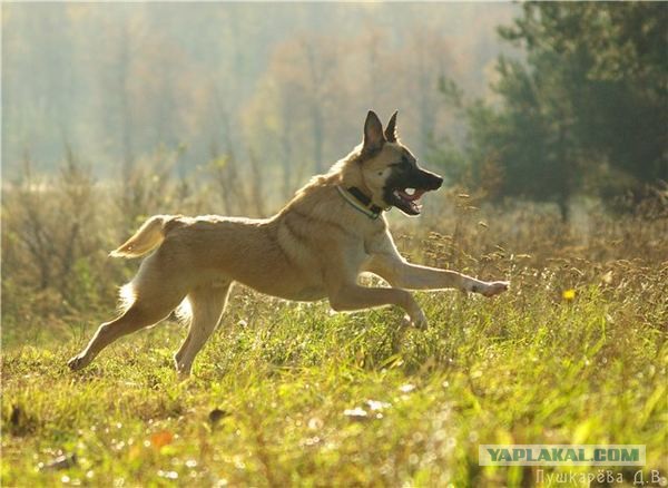 Спасенные собаки