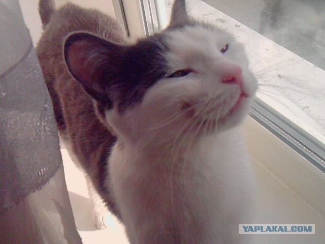 Котовторник 22.04.2014