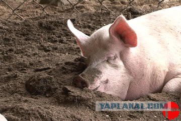 Зарядил пьяному водителю в бубен