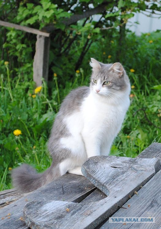 Котовторник 20.05.2014