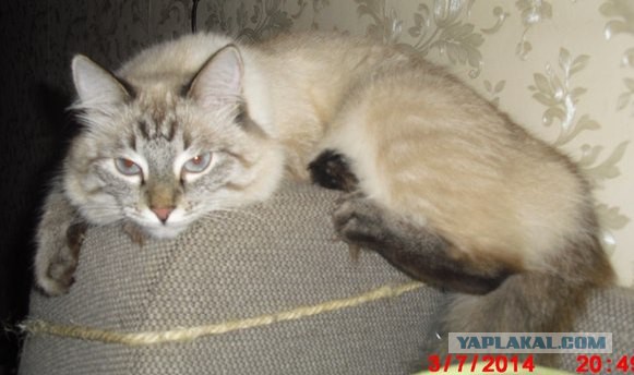 Котовторник 15.07.2014.