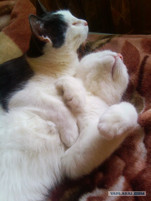 Котовторник на вторник, Котовторник