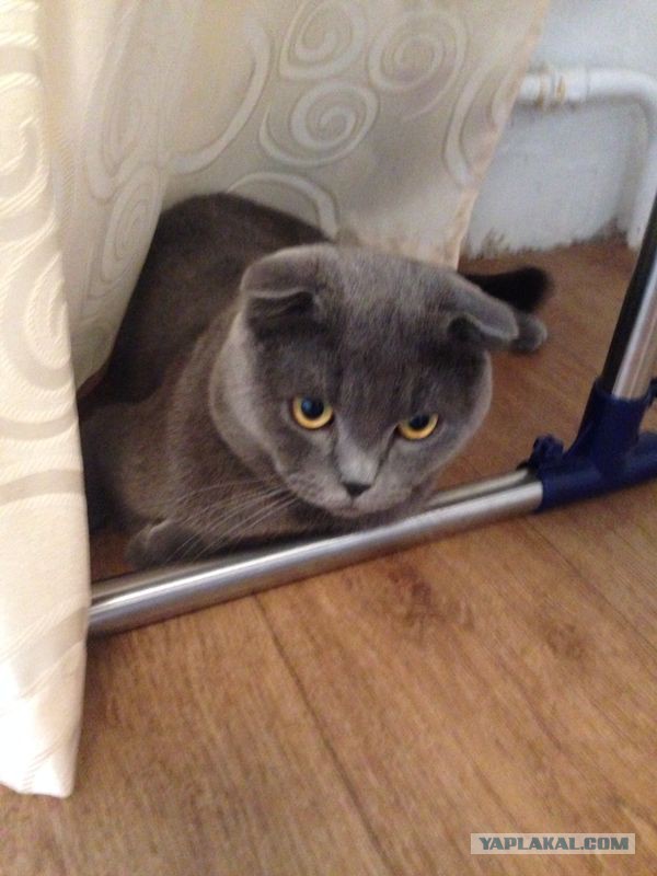 Котовторник 26.08.14.