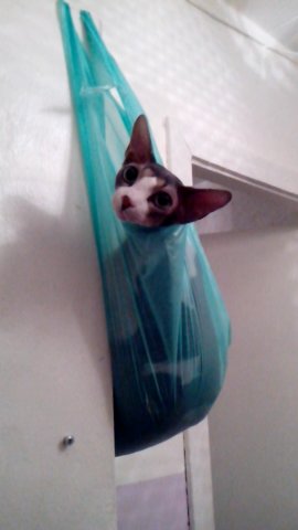 Котовторник 26.08.14.