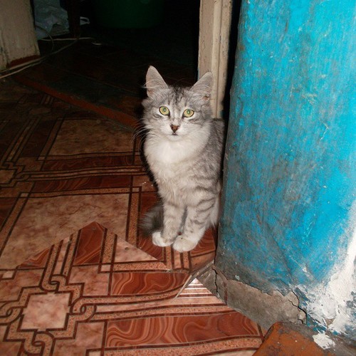 Котовторник 09.09.2014