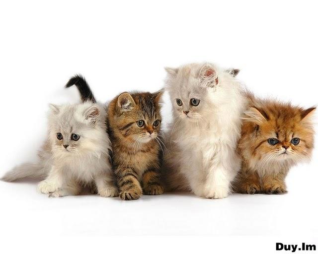 Рисованный котовторник