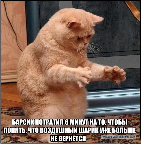Веселые картинки