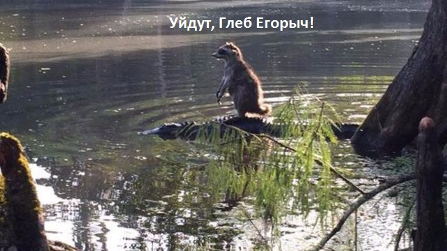 Американец заснял енота, катающегося на аллигаторе