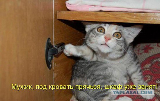 Мешанина прикольных картинок из сети