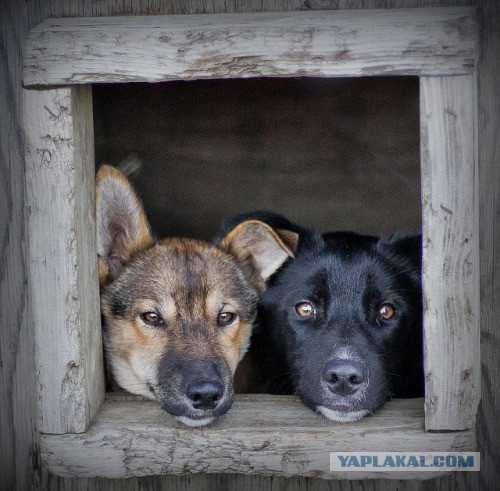 Собакочетверг