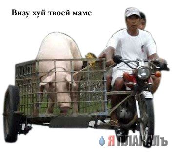 ХРЮШКИ. Уголок Пятачка, кабаны, свиньи