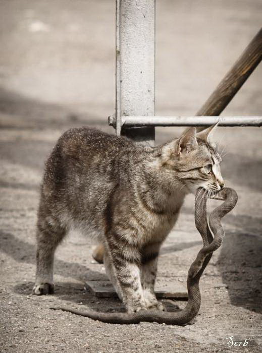 Кое-что о Камышовых  котах