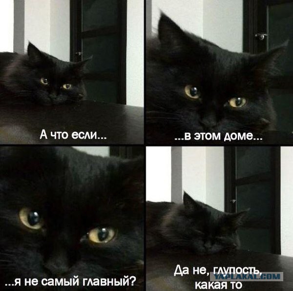 40 улыбательных картинок