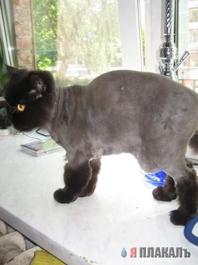 Коты, кошки, котята