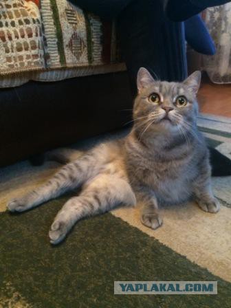Котовторник 17.05.2016