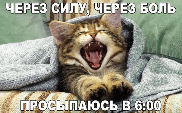 Мохнатые беспредельщики